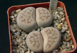 Lithops karasmontana