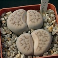Lithops karasmontana
