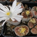 Lithops karasmontana -lateritia-FG Iv