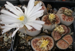 Lithops karasmontana -lateritia-FG Iv
