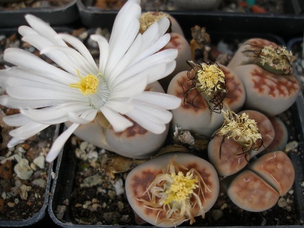 Lithops karasmontana -lateritia-FG Iv
