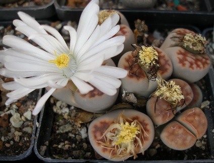 Lithops karasmontana -lateritia-FG Iv