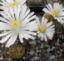 Lithops karasmontana bella FG Iv