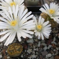 Lithops karasmontana bella FG Iv