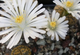 Lithops karasmontana bella FG Iv