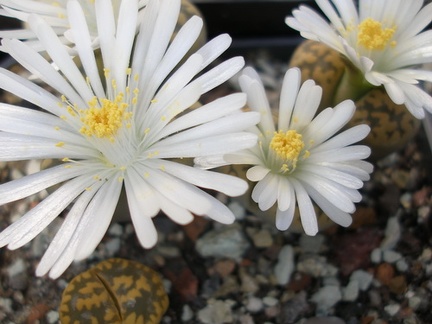 Lithops karasmontana bella FG Iv
