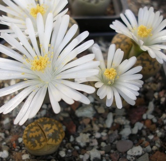 Lithops karasmontana bella FG Iv