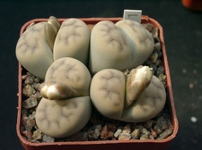 Lithops karasmontana cf lulca