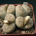Lithops karasmontana cf lulca