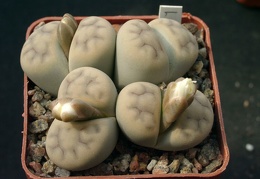 Lithops karasmontana cf lulca