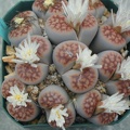 Lithops karasmontana mickbergensis