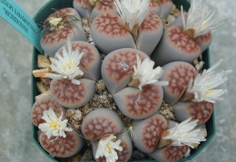 Lithops karasmontana mickbergensis
