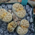 Lithops karasmontana ssp  bella
