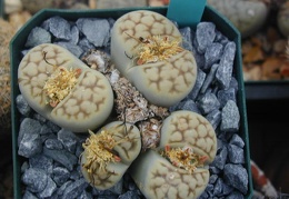 Lithops karasmontana ssp  bella
