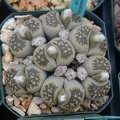 Lithops karasmontana ssp  bella C295