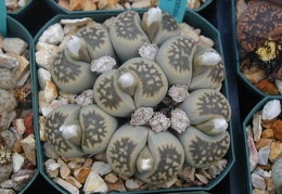 Lithops karasmontana ssp  bella C295