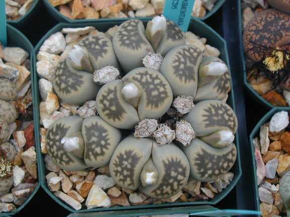 Lithops karasmontana ssp  bella C295