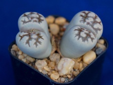 Lithops karasmontana ssp  bella C 143A