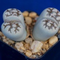 Lithops karasmontana ssp  bella C 143A