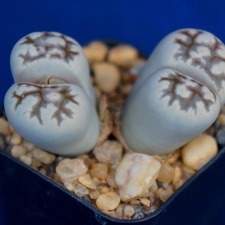 Lithops karasmontana ssp  bella C 143A