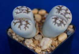 Lithops karasmontana ssp  bella C 143A