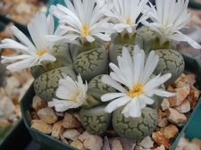 Lithops karasmontana ssp  bella extra fine cl