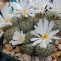 Lithops karasmontana ssp  bella extra fine cl