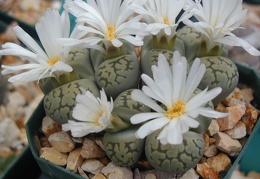 Lithops karasmontana ssp  bella extra fine cl