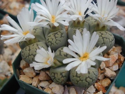 Lithops karasmontana ssp  bella extra fine cl