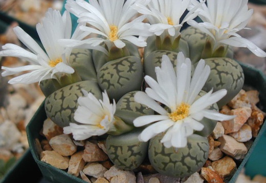Lithops karasmontana ssp  bella extra fine cl