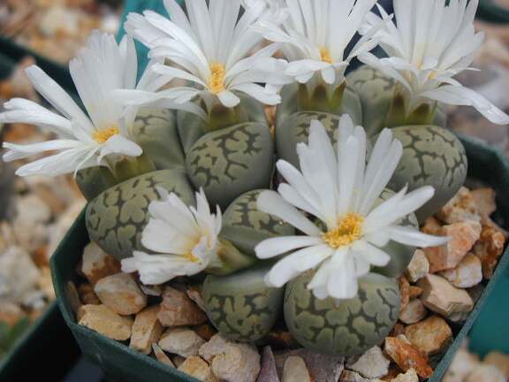 Lithops karasmontana ssp  bella extra fine cl