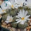 Lithops_karasmontana_ssp__bella_extra_fine_cl.JPG