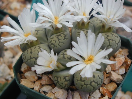 Lithops karasmontana ssp  bella extra fine cl