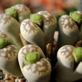 Lithops karasmontana ssp bella C143A