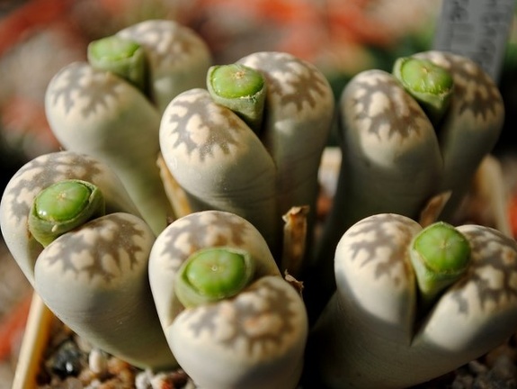 Lithops karasmontana ssp bella C143A