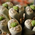 Lithops_karasmontana_ssp_bella_C143A.JPG