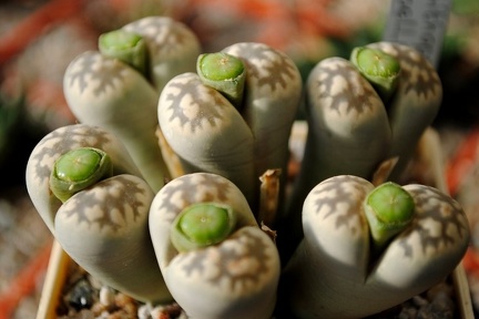 Lithops karasmontana ssp bella C143A