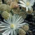 Lithops karasmontana ssp eberlanzii