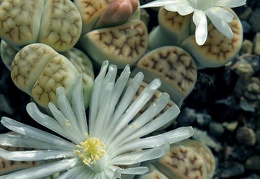 Lithops karasmontana ssp eberlanzii