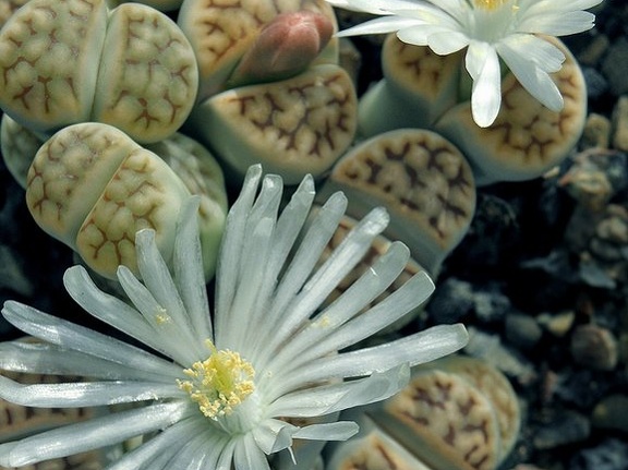 Lithops karasmontana ssp eberlanzii
