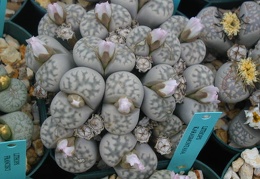 Lithops karasmontana ssp karasmontana
