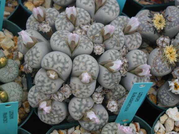 Lithops karasmontana ssp karasmontana