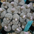 Lithops karasmontana ssp karasmontana