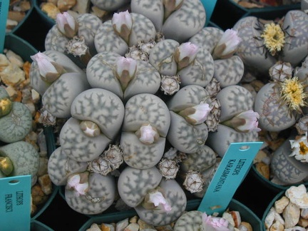 Lithops karasmontana ssp karasmontana