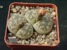 Lithops lesliei
