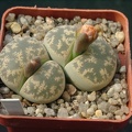 Lithops lesliei