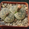 Lithops lesliei (3170 відвідувань) Lithops lesliei