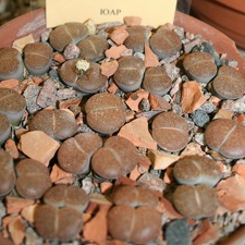 Lithops lesliei 001