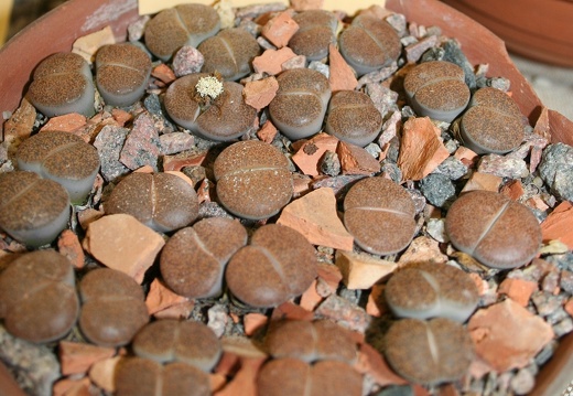Lithops lesliei 001