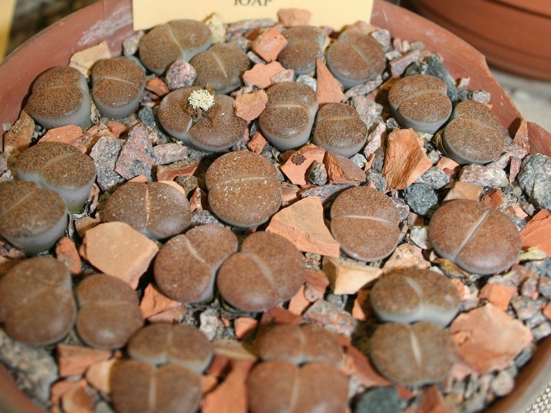 Lithops lesliei 001
